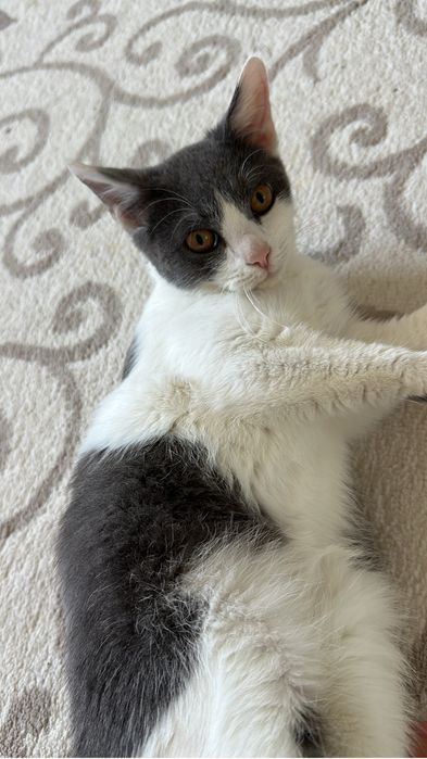 Мысык тегин беремин еркек