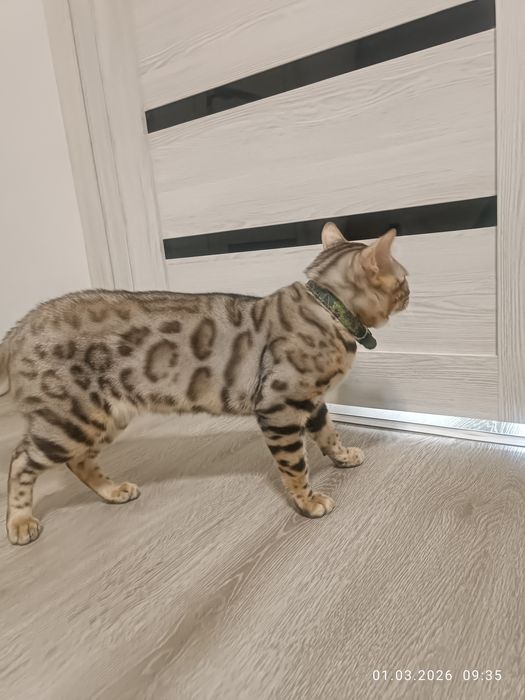 Bengal srochna sotiladi