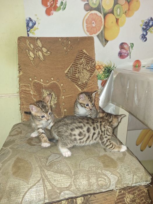 Помесь бенгальских котят