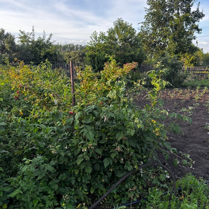 Продам дачу СТ Ромашка.