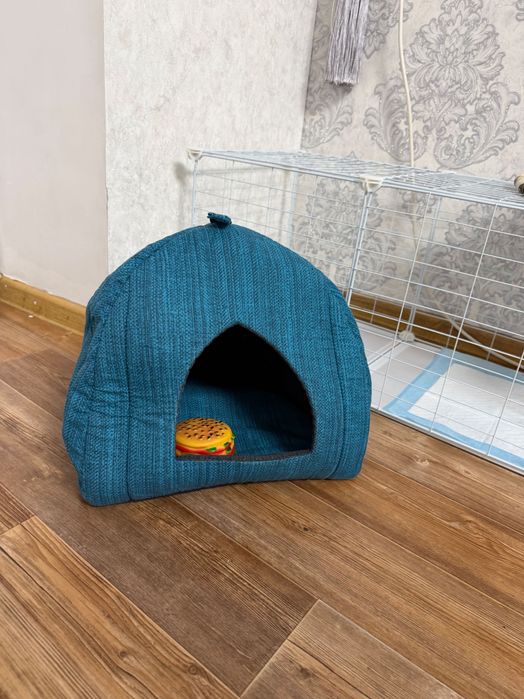 Девочка Той-терьер