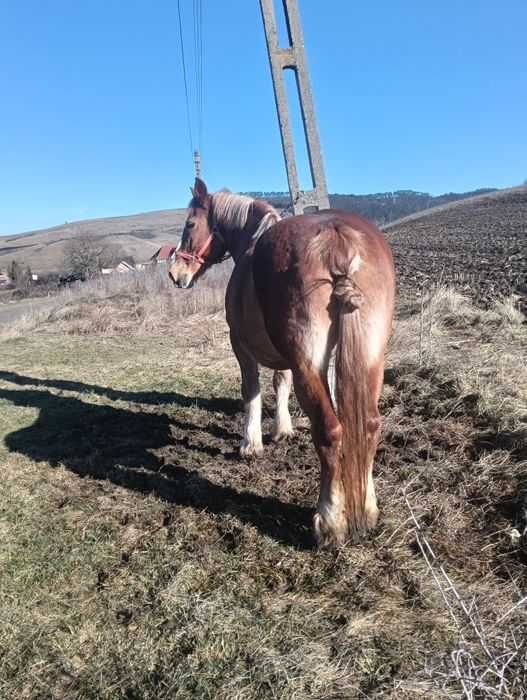 Vând iapă blândă