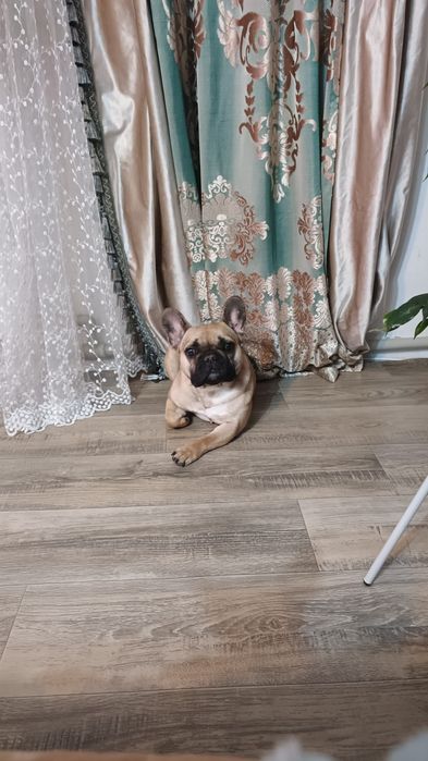 Французский бульдог