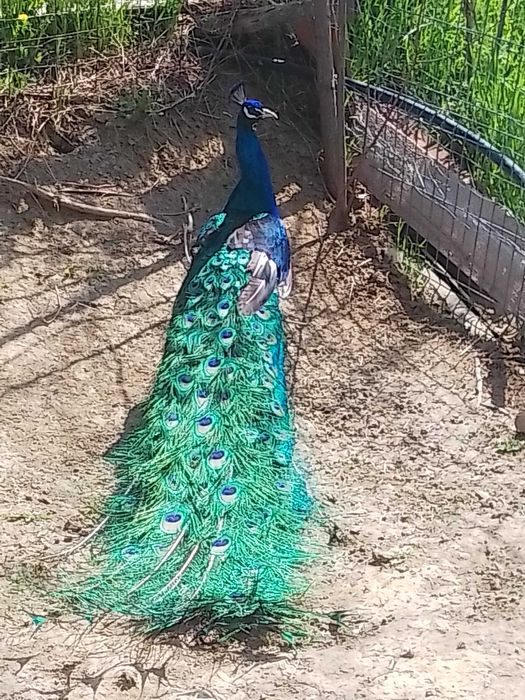 Vând  păuni din matca proprie.Pot da și femele separat.