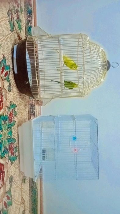 Папугай сатылады 2 уиасы менен быргелыкте