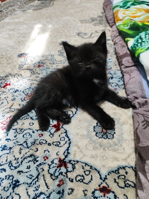 Котенок отдам в хорошие руки