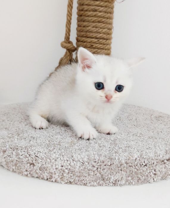 КошеЧки шотландские #