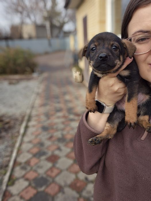 Щенки подрощенные Стерилизованы.
