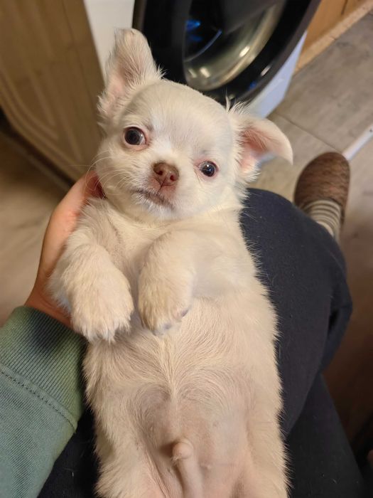 Чихуахуа момченце