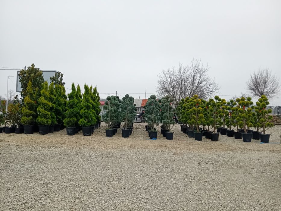 Photinia Red Robin tuia