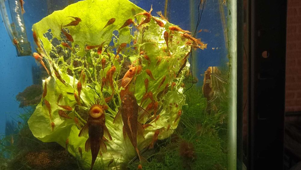 Pesti acvariu Ancistrus Calico Super Red