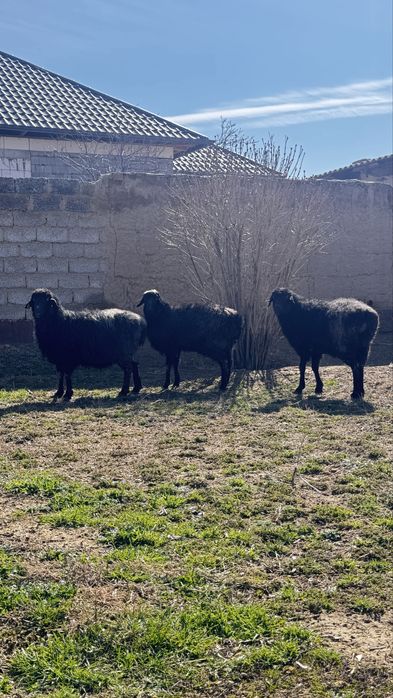 Майда мал, қой сатылады. 3 шт