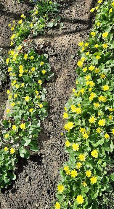 Български многогодишни цветя, 1лв брой