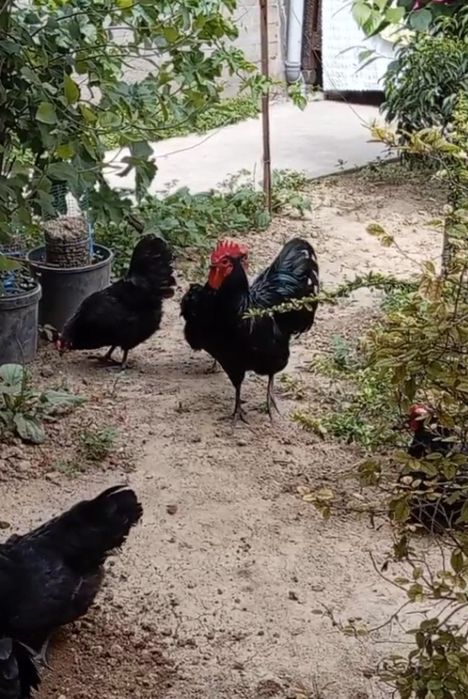 Avstralop ruminiya tuxumlari bor 15 ming