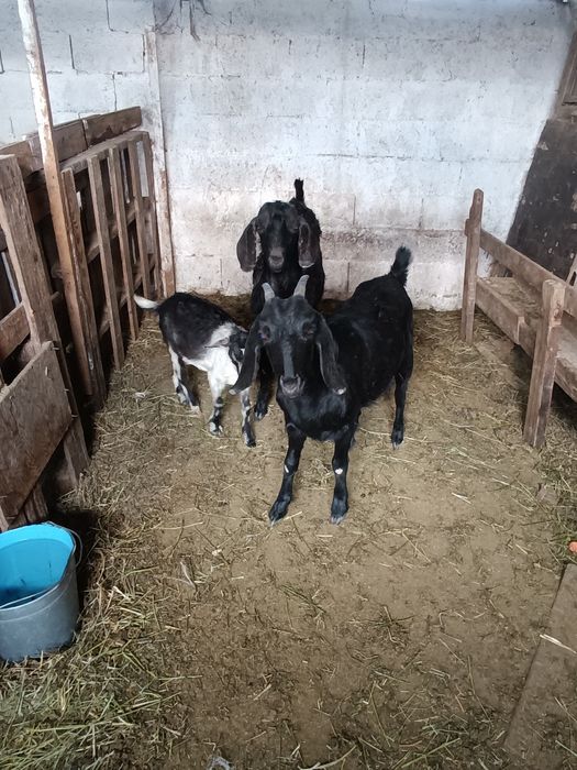 Коза.       козел