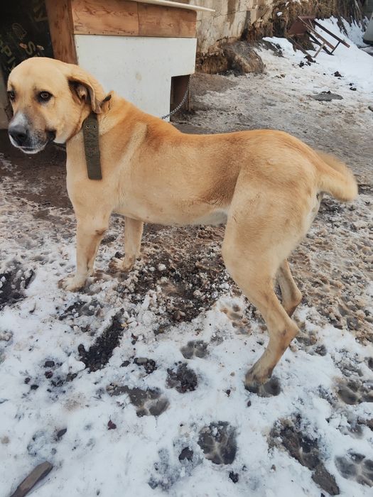 Собака помесь Алабая и лабрадора