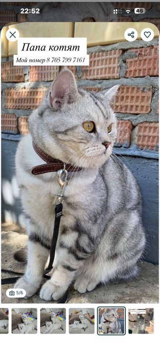 шотландские котята