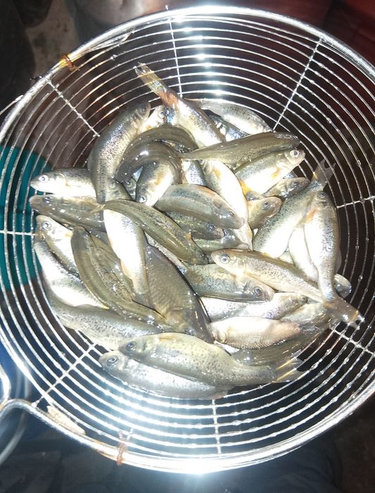 Живец гальян ...