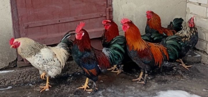 Продам красивых петухов.