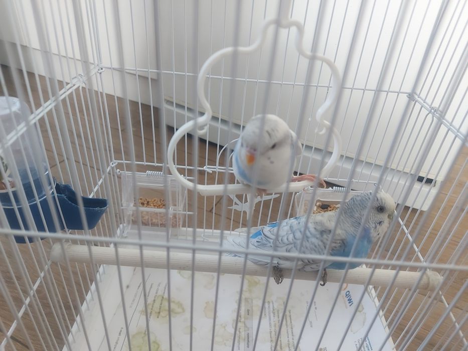 Волнистый попугай пара