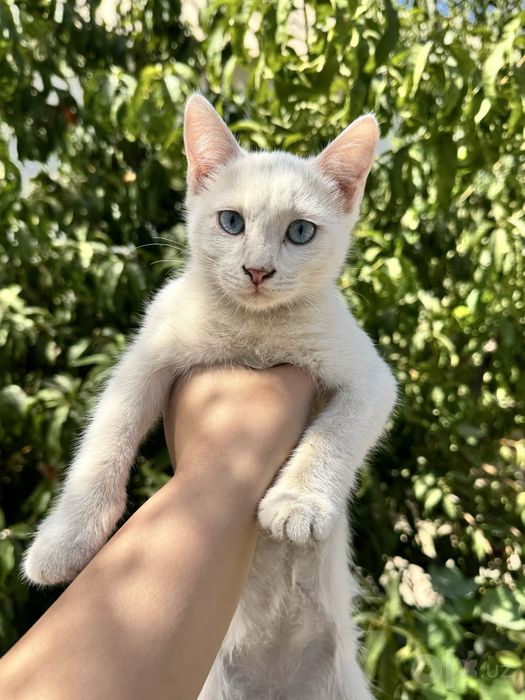 Милая кошечка скоттиш-страйт, 4 месяца