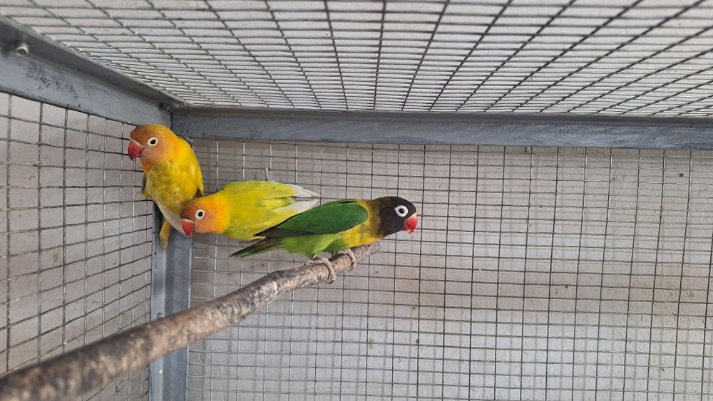 Попугаи неразлучники