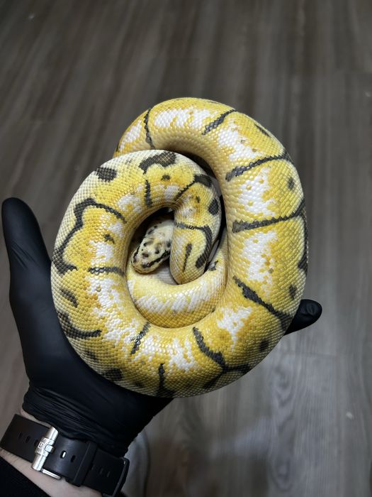 Екзотични животни широка гама- всякакви видове включително по-поръчка