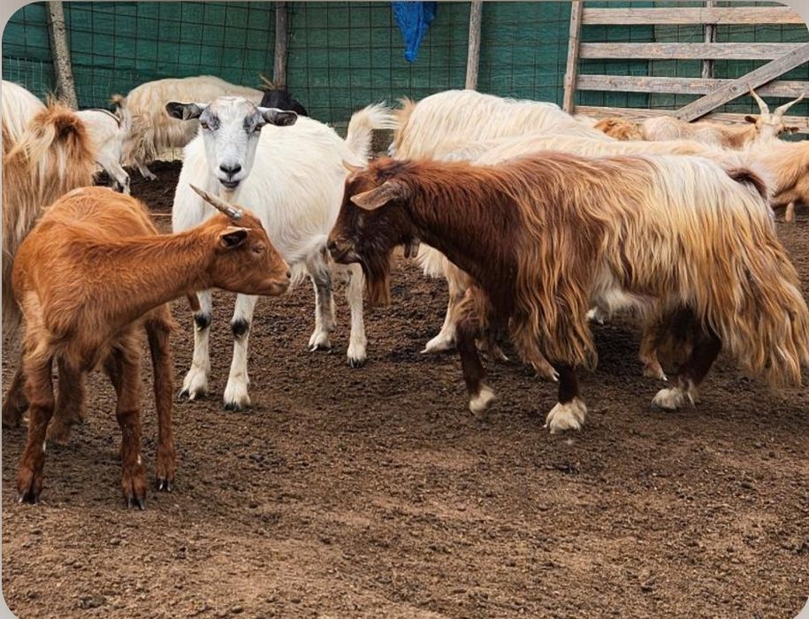 Vând turmă de capre