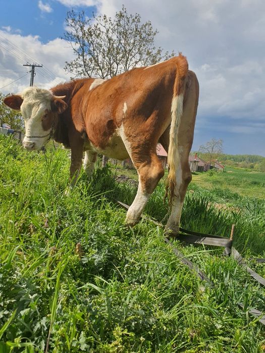 Juninca in varsta de  15  luni frumoasa ingrijita in jur de 350-400 kg