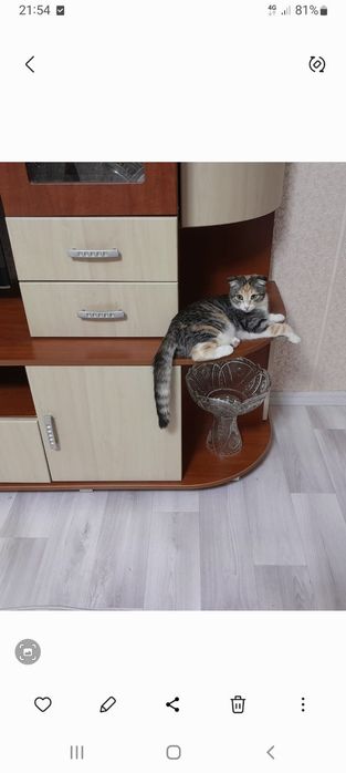 Отдам в добрые руки