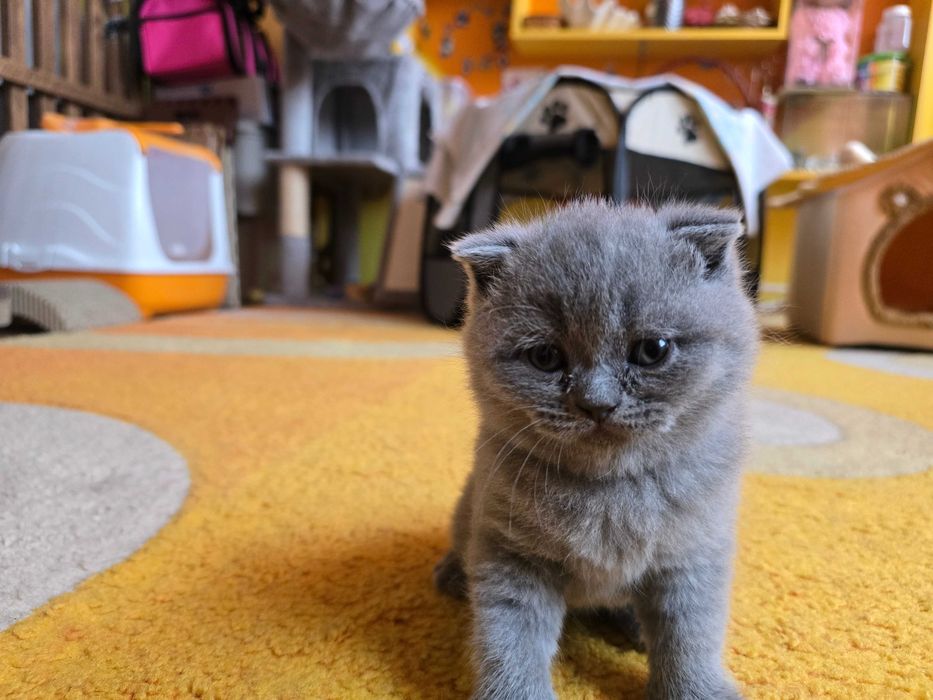 Британски котета