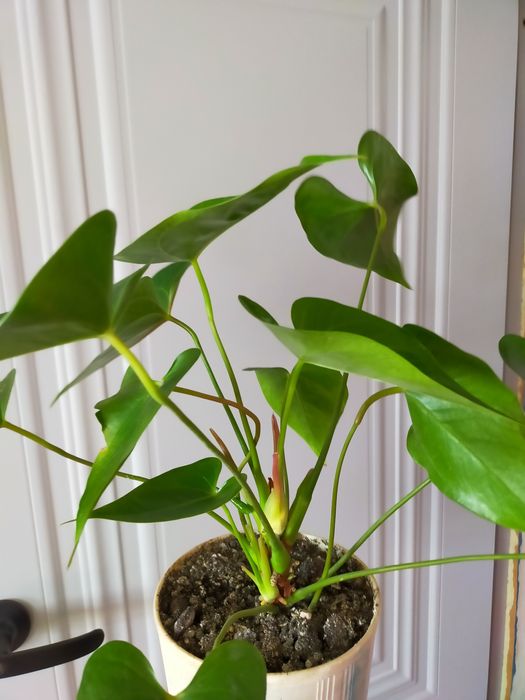 Комнатные растения продам