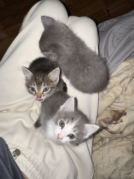 Котёнок кошка кзо