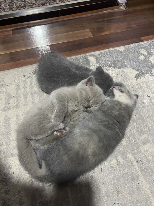 Кошка Скоттиш страйт, фолд