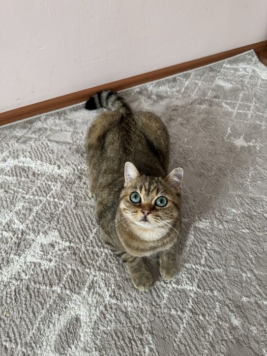 Продам британского котика