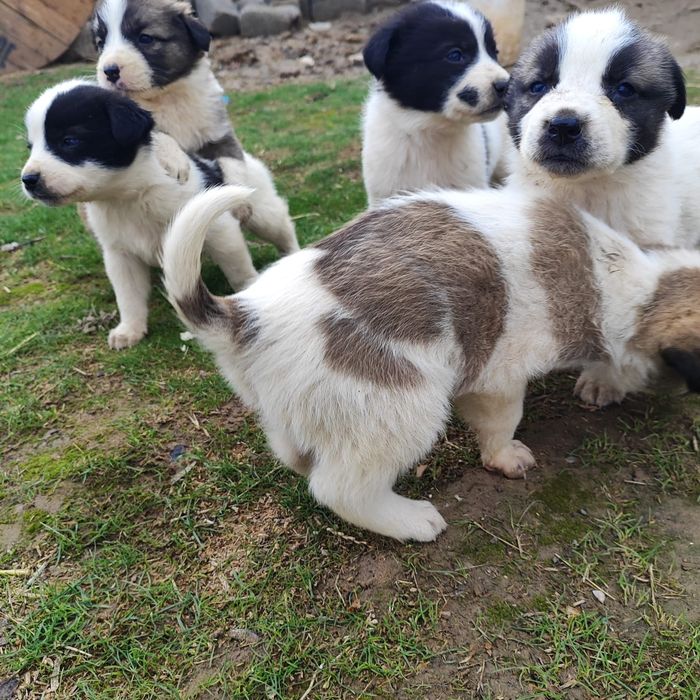 Алабай кушиктеры