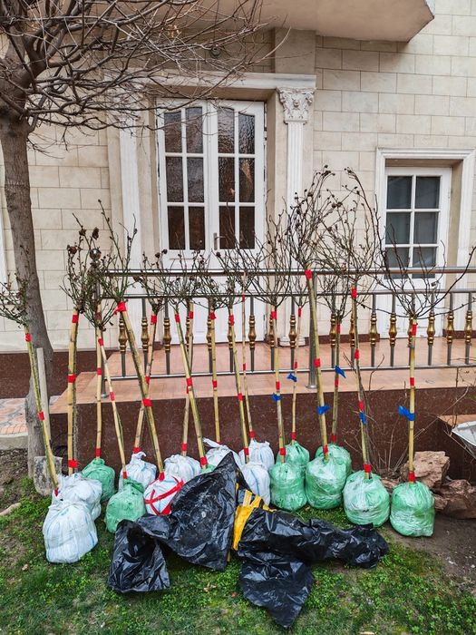 Штамбовая роза. Сотилади