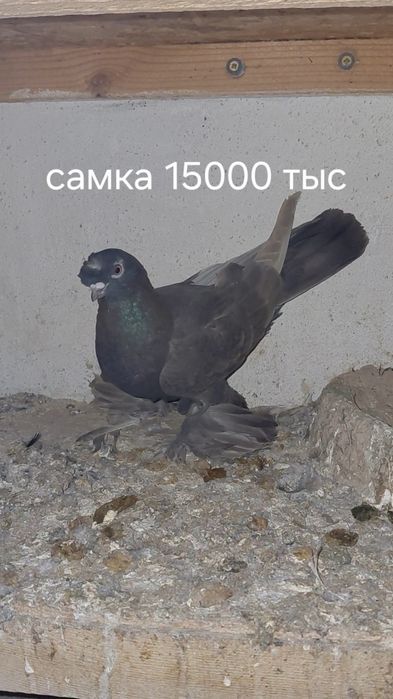 Голуби игровых кровей