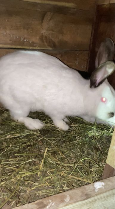 Кролик самец рабочий