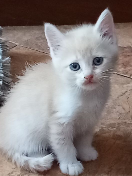 Отдам котят 1.5 месяца