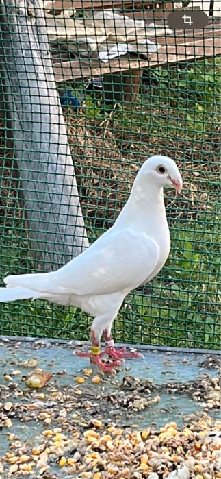 Porumbei voiajori de vanzare