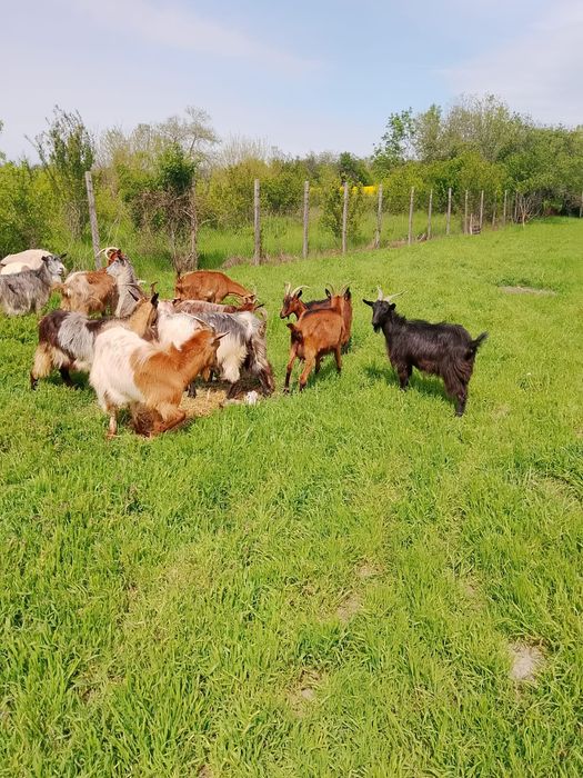 In jur de 15 capre toate mari și mulgătoare fara capre bătrâne.