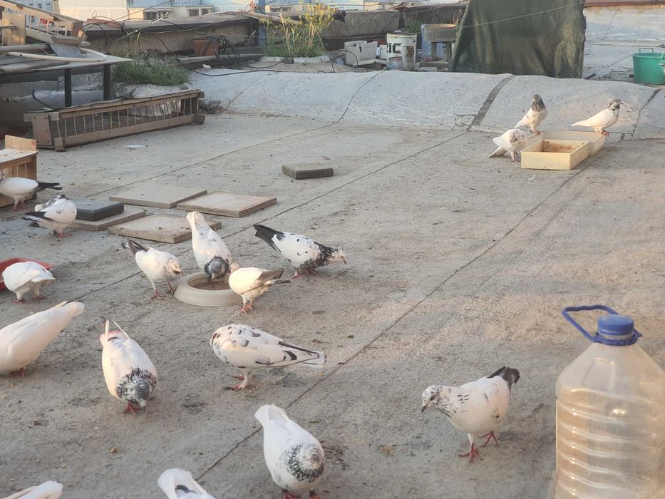 ВЫСОКО-лётных, игровых ИНДОПАКИСТАНСКИХ пискунов. молодых и взрослых.