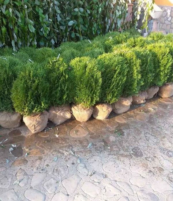 Plante decorative