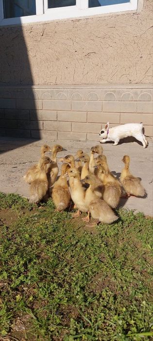 Pekinskiy goluboy sortli  ,o'rdak