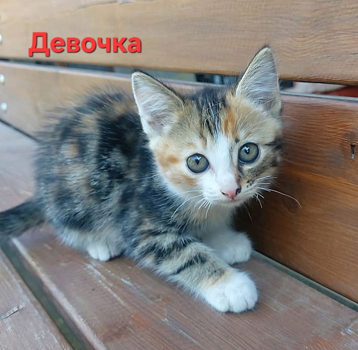 Котёнок девочка. Котята.
