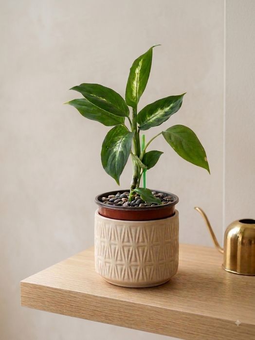 Planta Dieffenbachia Camila 35 - 50 cm