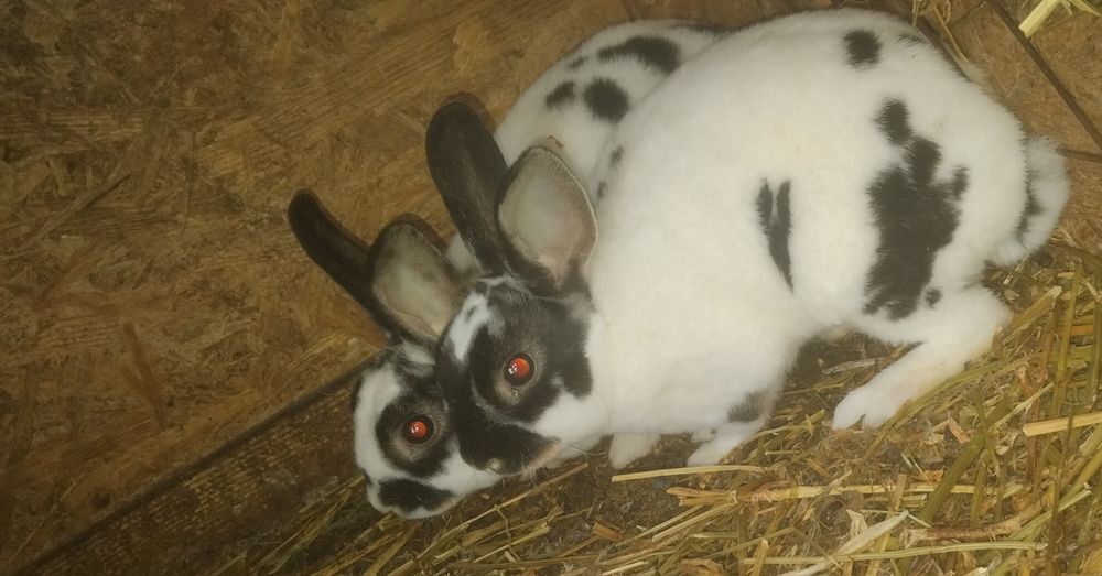 Vând 4 iepurasi Rex pitici