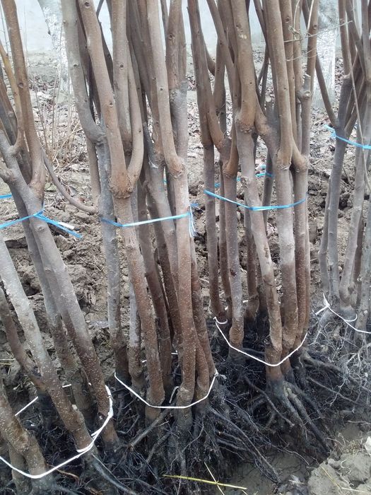 мекали кучатлар манзарали  кочатлар