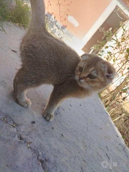 Золотая шиншилла + скотиш фолд